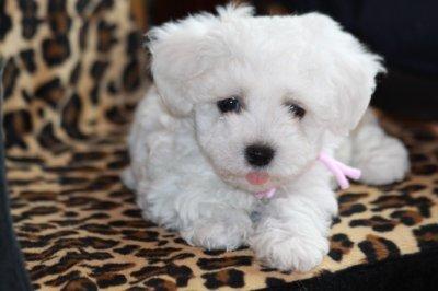 Bichon Frise Welpen zur Abgabe