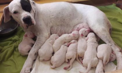Dogo Argentino Welpen aus VDH / FCI Zuchtstätte 