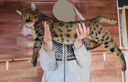 F4 SBT Savannah Kater (A1 Savannahs) - Danzo abzugeben