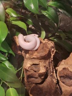 Kornnatter Schlangen