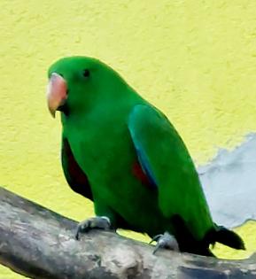 Neuguinea Edelpapagei 1.0 aus 08/2024