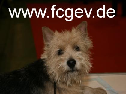 Rasse & Mischlings-Hundeschau  CAC Landessiegerschau  in Ruppertsweiler 1. März 