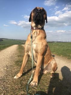 Reinrassige Rhodesian Ridgeback Welpen