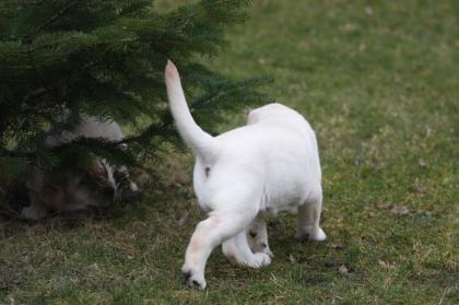 Reinrassiger gelber labrador als familienbegleiter