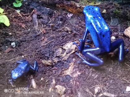 Dendrobat azureus