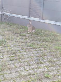 Kaninchen Dame