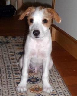 Nur das Beste für Hunde und Katzen - artgerechte, natürliche und gesunde Tiernah