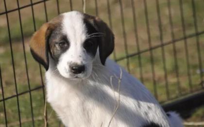 Loupie sucht ein passendes Zuhause