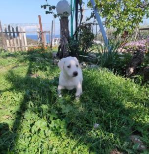 Erni sucht ein passendes Zuhause
