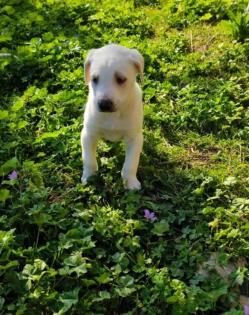 Erni sucht ein passendes Zuhause