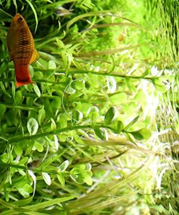 Großes Fettblatt, Aquariumpflanze, Versand/ Abholung