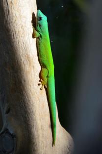 Taggeckos (Phelsumen), div. Nachzuchten
