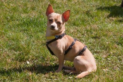 MADITA - Chihuahua - 10 Monate - Tierhilfe-Franken e.V.