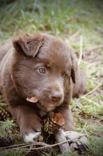 BORADOR Welpen | Border Collie und Labrador Retriever Mix
