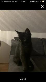 Bkh-Maincoon Kitten suchen ein liebevolles Zuhause!