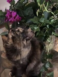 Katze Dori sucht ein liebevolles Zuhause …