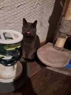 Auf der Suche nach einem liebevollen Zuhause: Zwei besondere Katzen suchen gemei