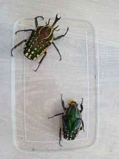 Mecynorrhina polyphemus confluens Larven