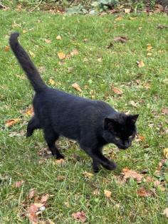 Schwarzer Kater abzugeben