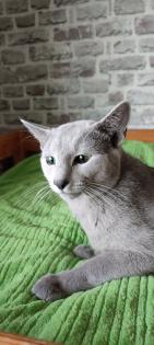 Russisch blau Kitten reinrassig 20.11.2024