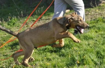 Rudi sucht ein passendes Zuhause