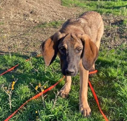 Fridolin sucht ein passendes Zuhause