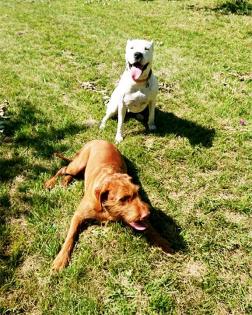 Private Hundebetreuung / Dog Sitting