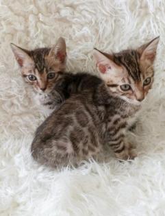 Reinrassige Bengalkitten mit Stammbaum! Mini Leoparden!