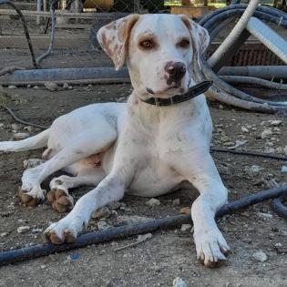 Mylo - sucht dringend ein neues Zuhause