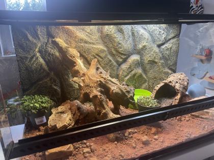 Exo Terra Terrarium – Komplett ausgestattet