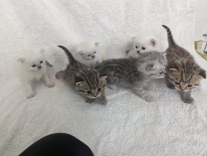 Sechs süße BKH Kitten geb. 06.05.23 suchen ab Ende Juli ein neues Zuhause