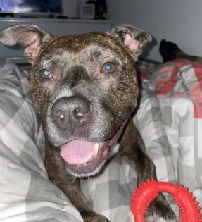 Pit-Staff-Mix sucht dringend neues Zuhause oder Pflegestelle!!