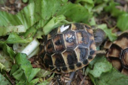 Griechische Landschildkröten, Thb. un Thh. (kleinbleibende Unterart aus dem west