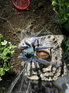 Vogelspinnen Chromatopelma und Pterinopelma