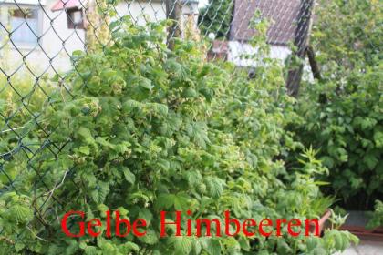 Biete: Gelbe Himbeeren Getopft.