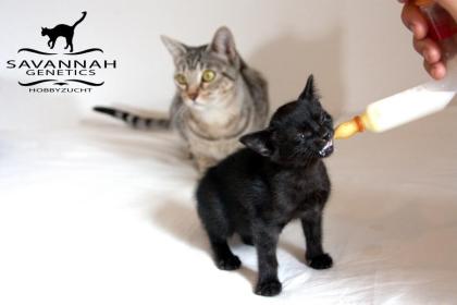 F5 SBT Savannah Kitten Silver & Melanistic