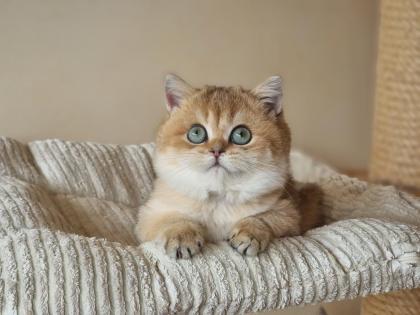 Bkh britisch kurzhaar kitten