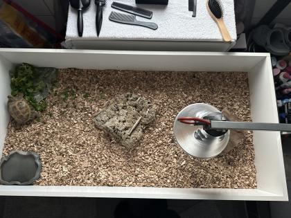 Landschildkröte zu verschenken