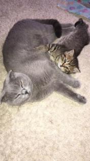 Süße BKH Black-Golden / Silver Tabby Jungs (Fold/ Strike )