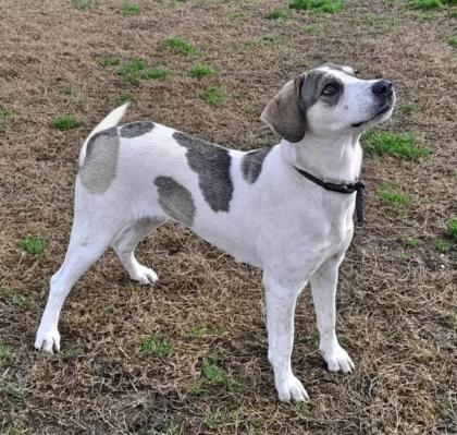 Zoi sucht ein passendes Zuhause