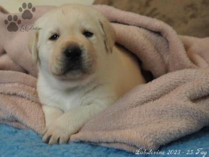 Labrador Welpen in gelb