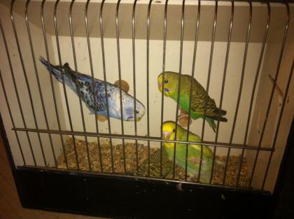 Nestjunge und zuchtreife Wellensittiche