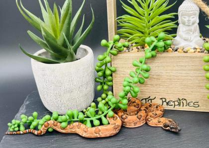 Hypo RLT Leopard boa