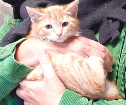 Freddy und Barney –  suchen dringend ein Zuhause! (aus dem Tierschutz / gechipt,