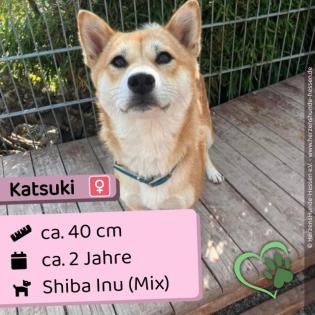 Katsuki - schüchtern aber freundlich