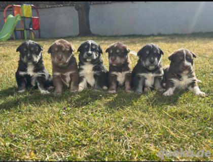 Showline Labrador husky Welpen
