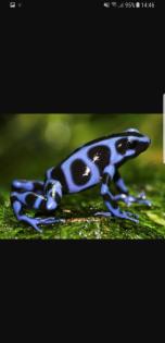 Diverse Nachzuchten verschiedener Dendrobaten Dendrobates Pfeilgiftfrösche Frösc