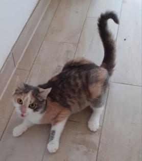 Coco – Glückskatze sucht dringend glückliches Zuhause! (aus dem Tierschutz / gec