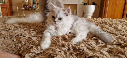 Perser Baby´s mit richtige Nase