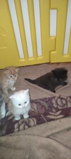Zuckersüße Main coon/ Perser Kitten